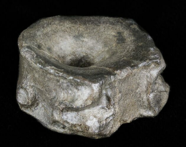 Ichthyosaur Vertebrae - Somerset, England #46149